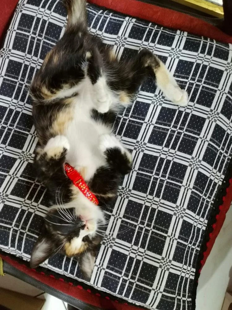 Hasta yavru kediyi poşete koyup çaldılar